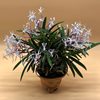 Neofinetia falcata